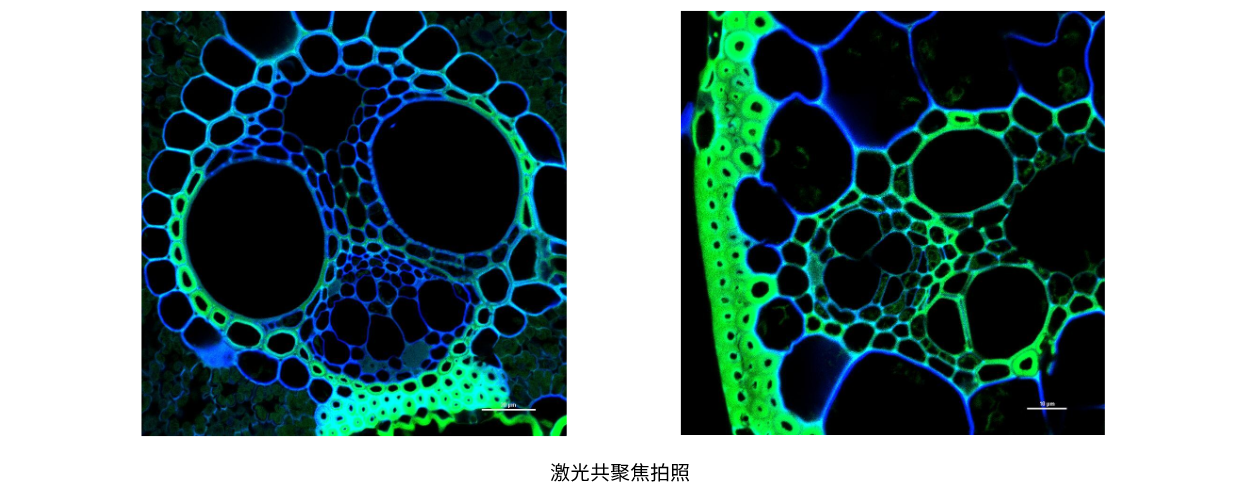 激光共聚焦拍照 (2).png