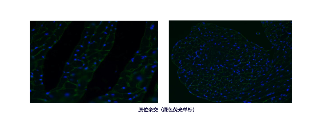 原位杂交（绿色荧光单标） (2).png