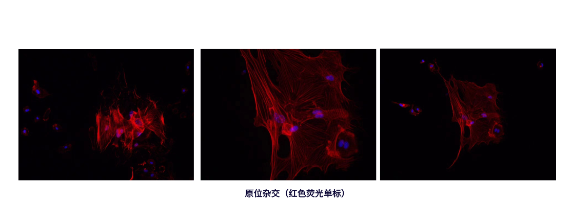 原位杂交（红色荧光单标） (2).png