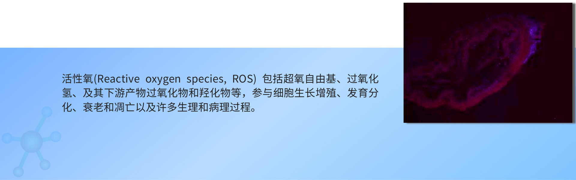 ROS活性氧检测.png