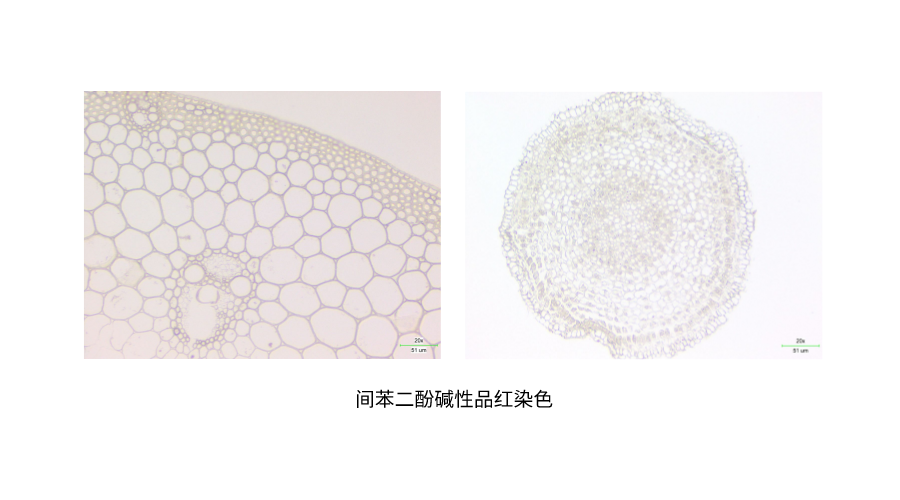 间苯二酚碱性品红染色 (2).png