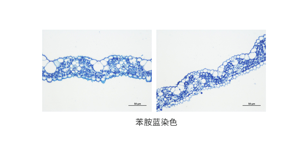 苯胺蓝染色 (1).png