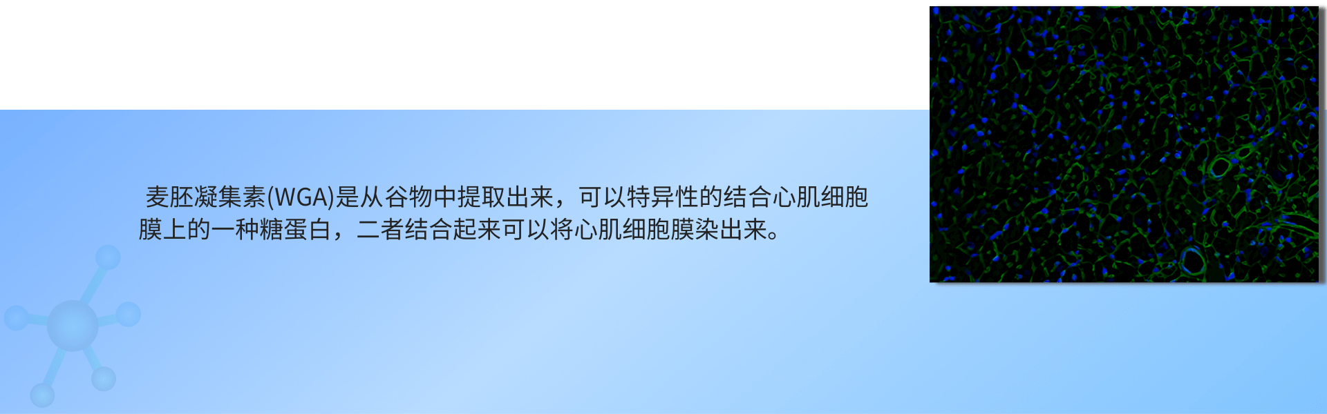 麦胚凝集素(WGA)荧光染色.png