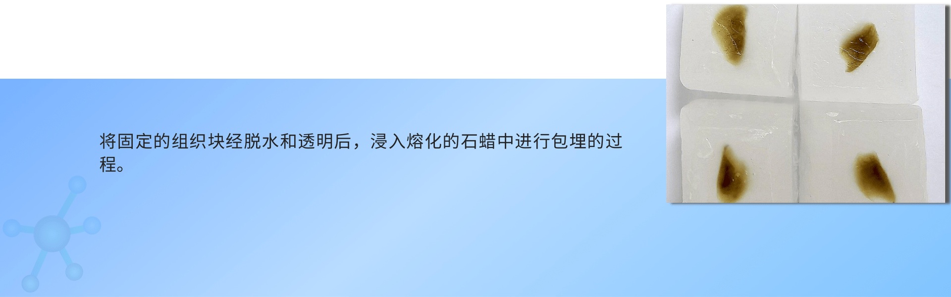 组织石蜡包埋 (1).png