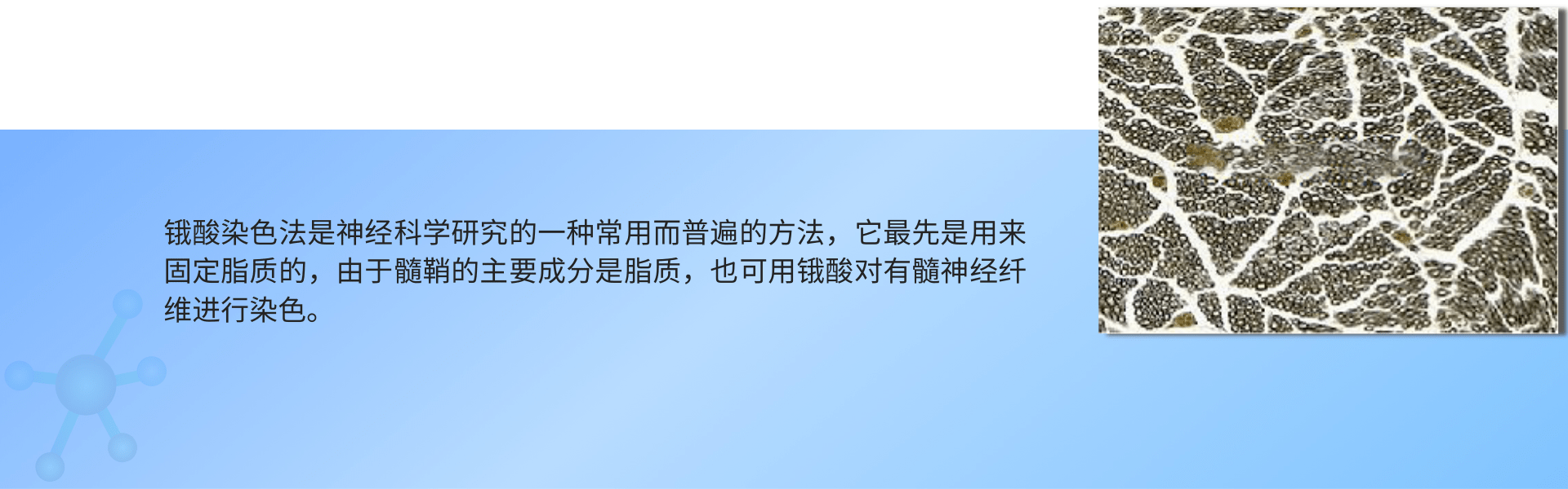 锇酸染色 (1).png