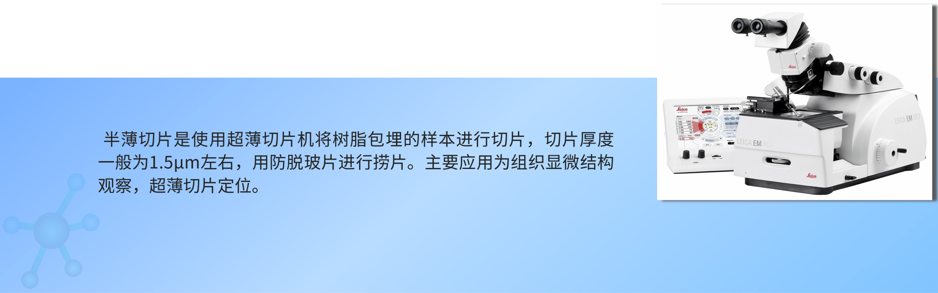 半薄切片 (1).png