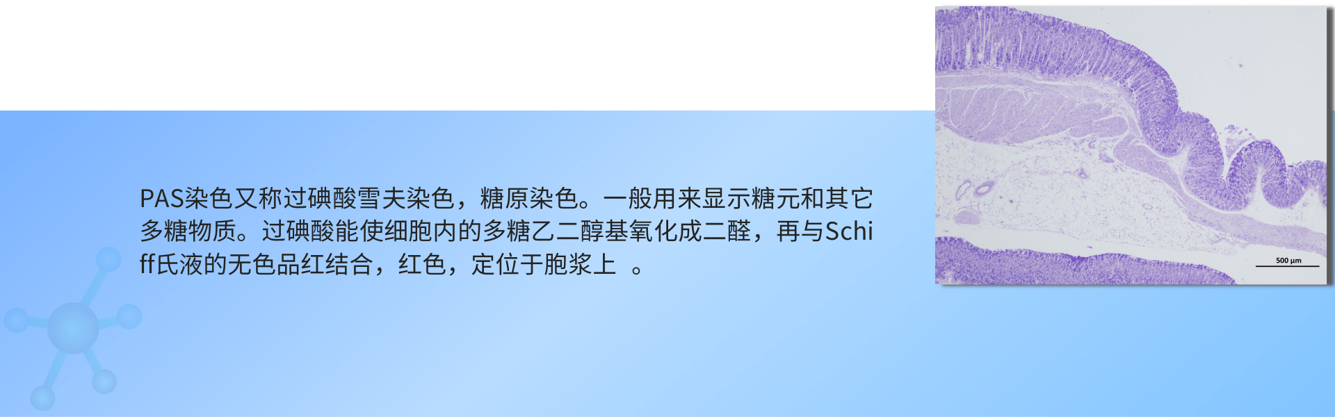 PAS糖原染色.png