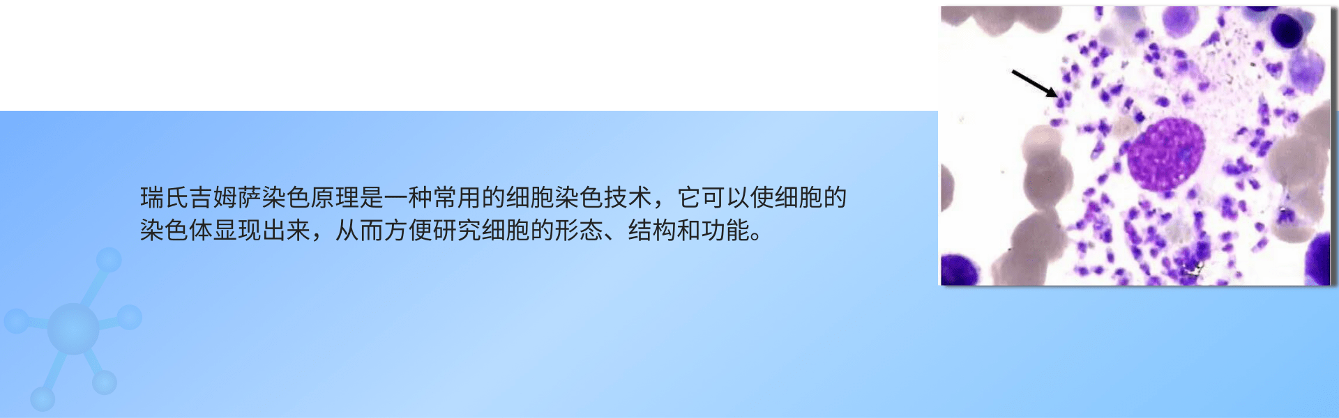 瑞氏吉姆萨染色.png