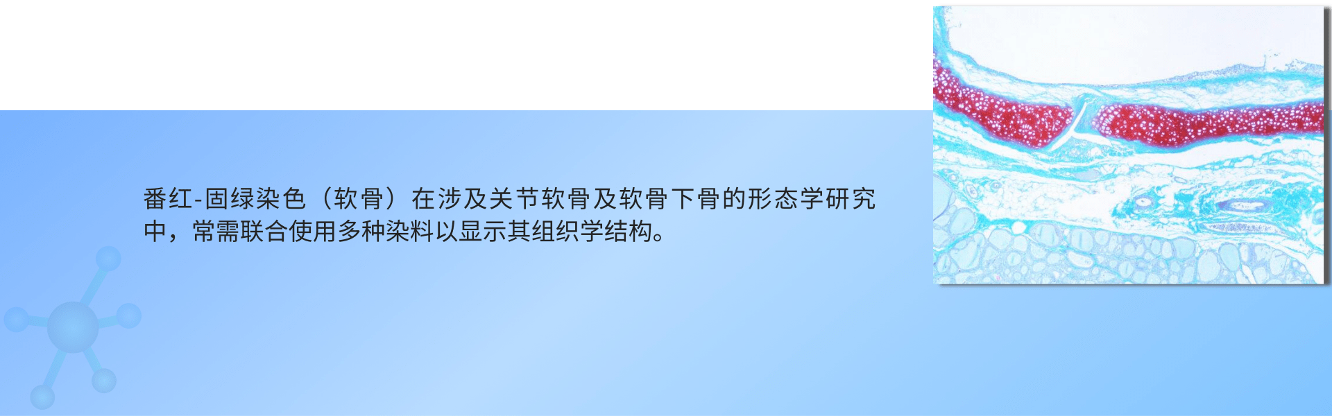 番红-固绿染色（软骨） (1).png