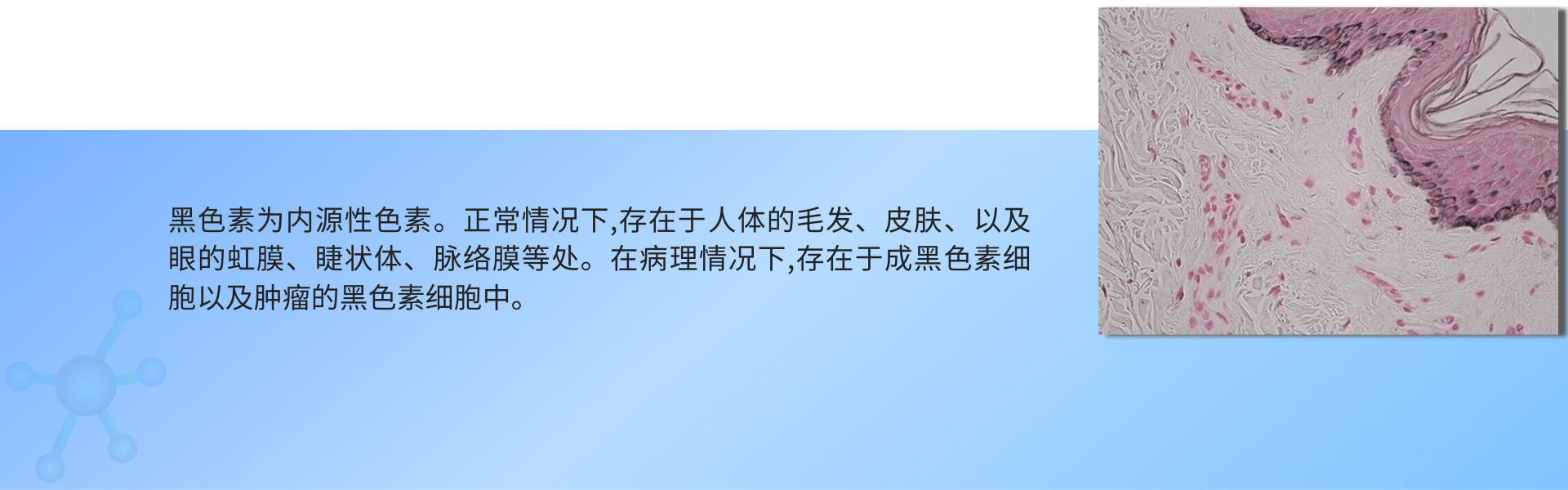 黑色素染色 (1).png
