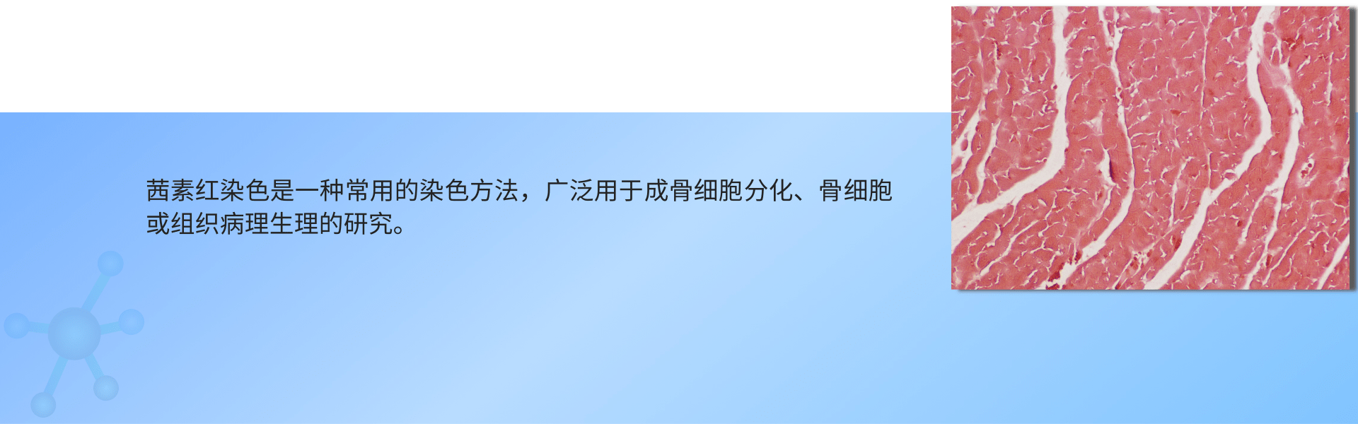 茜素红染色 (1).png