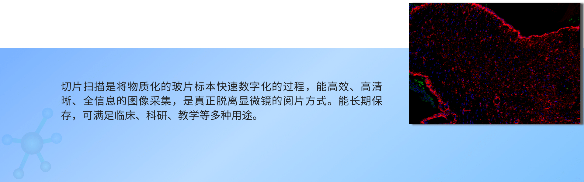 普通切片扫描（荧光双标 三色） (1).png