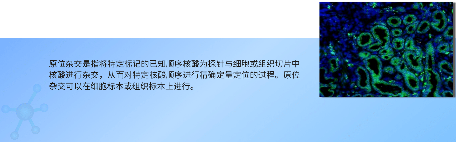 原位杂交（绿色荧光单标） (1).png