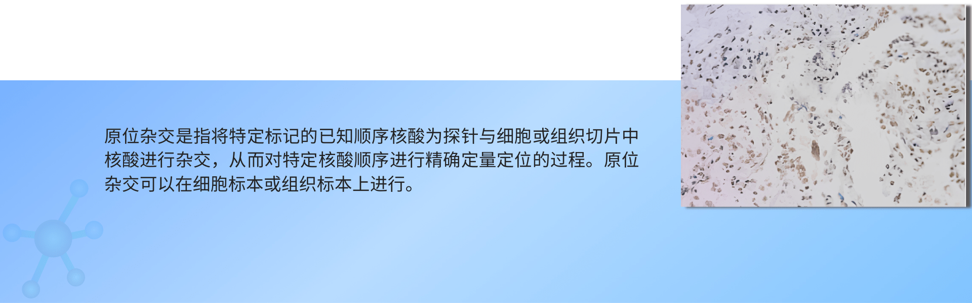 原位杂交（DAB显色） (1).png