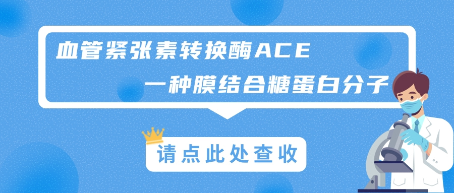 血管紧张素转换酶ACE---一种膜结合糖蛋白分子