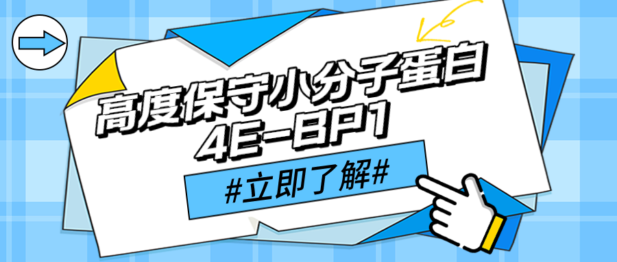 高度保守的小分子蛋白---真核翻译起始因子4E结合蛋白1（4E-BP1）