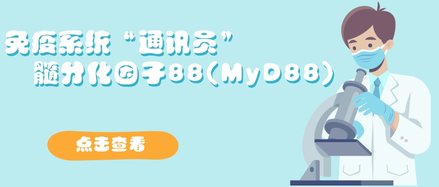 免疫系统“通讯员”    髓分化因子88(MyD88)