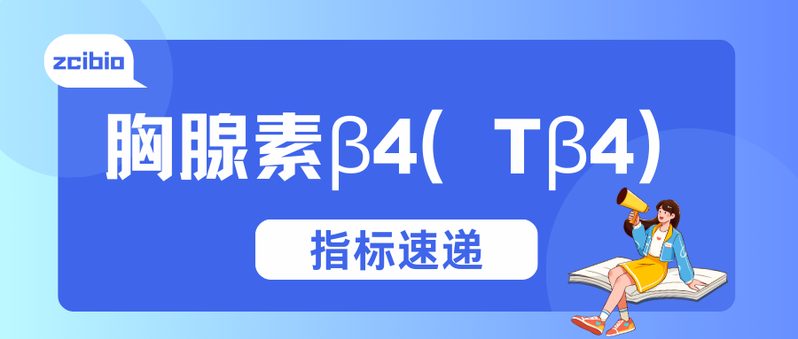 胸腺素β4（Tβ4）|茁彩生物