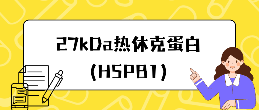 27kDa热休克蛋白(HSPB1)|ELISA指标