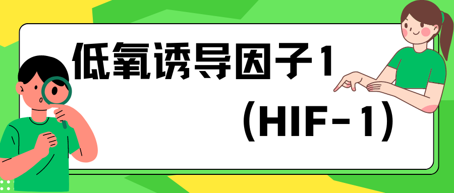 低氧诱导因子-1（HIF-1）|ELISA指标