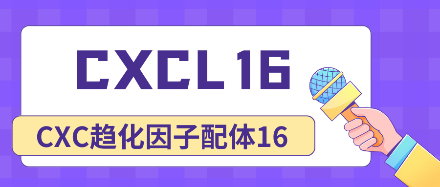 CXC趋化因子配体16（CXCL16）|ELISA指标