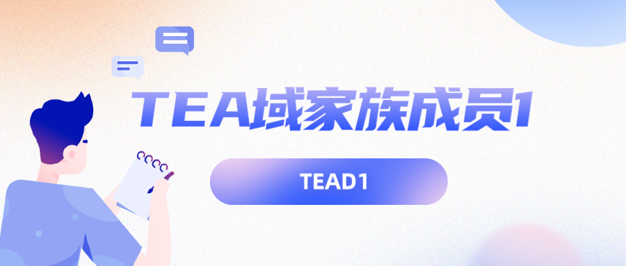 TEA域家族成员1（TEAD1）