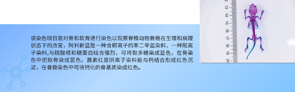 阿利新蓝-茜素红成鼠染色.png