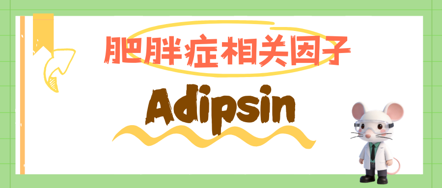 肥胖症研究相关因子之Adipsin（Factor D）