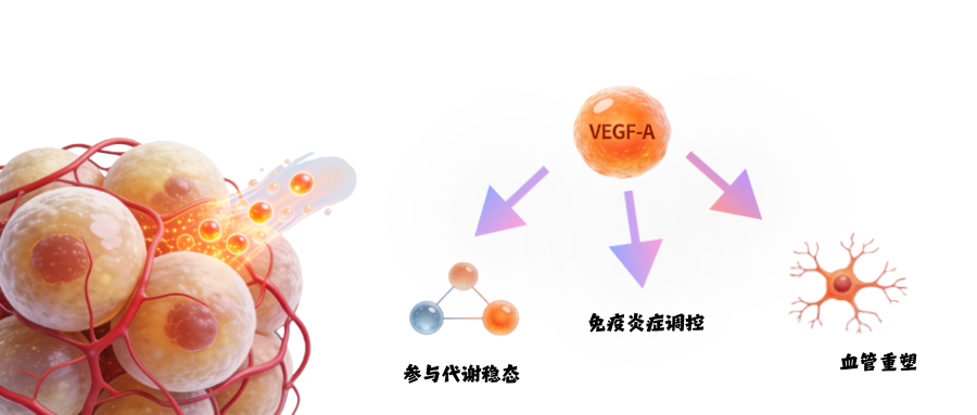 1775011300630401.png 肥胖症研究相关因子——血管内皮生长因子A(VEGF-A).png