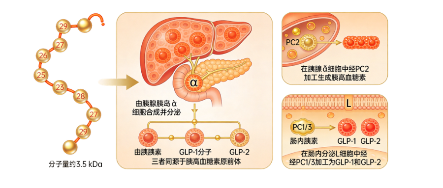 1775706575493856.png 肥胖症研究相关因子之胰高血糖素(Glucagon).png