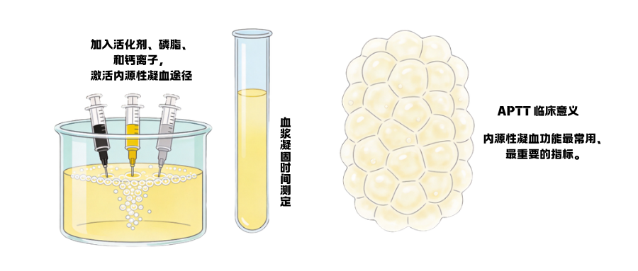 1775726306185885.png 凝血四项之活化部分凝血酶原时间(APTT) (1).png