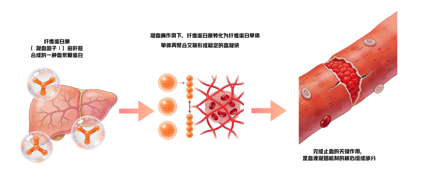 1775789084199224.png 凝血四项之纤维蛋白原(FIB).png