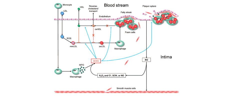 1776050485128796.png 肥胖症研究相关因子之髓过氧化物酶(MPO).png