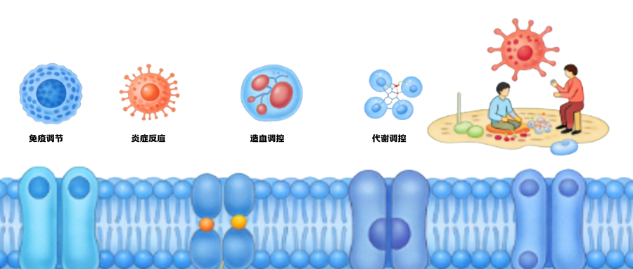 炎症研究相关因子之白细胞介素6(IL-6)