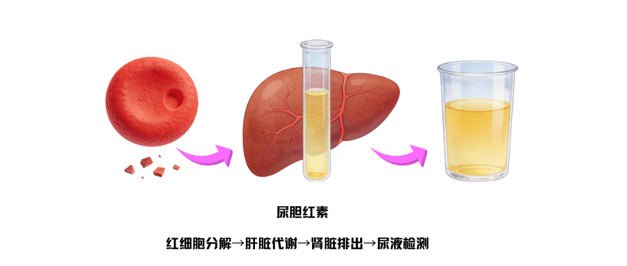 尿常规检测之胆红素（BIL） (1).png